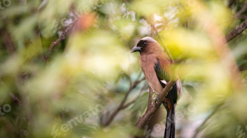 Preview: A Grey Treepie resting and perched on the branch tree of a forest park