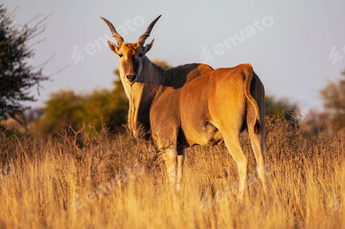 Preview: An eland, Taurotragus oryx, at sunrise in grassland.