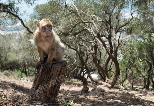 Preview: Barbary macaque monkey