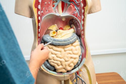 Preview: Student teenage learning anatomy biology with human body model in classroom at high school.