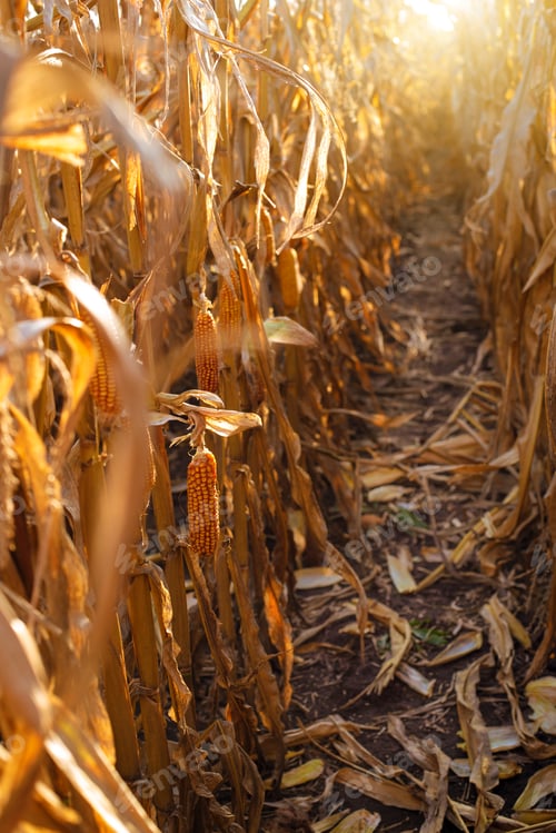 Preview: Dry corn stalks with cobs backlit by sun at fields autumn time