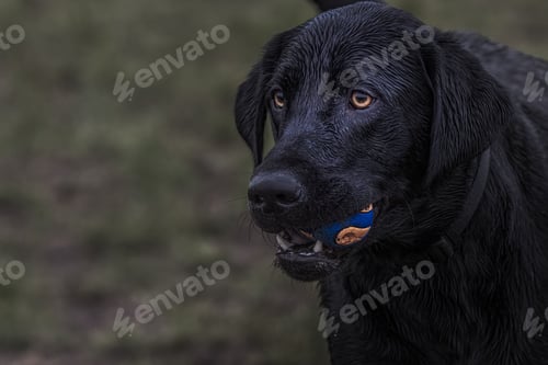Preview: CLOSE UP HEAD SHOT OF A BLACK LABRADOR WITH A ORANGE AND BLUE BALL IN ITS MOUTH