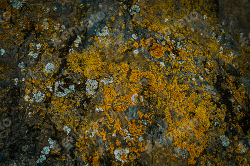 Preview: Backdrop with stone texture with orange lichen