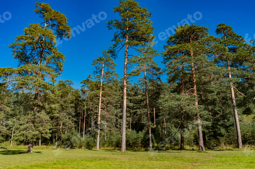 Preview: Evergreen trees on the Zlatibor mountain in Serbia