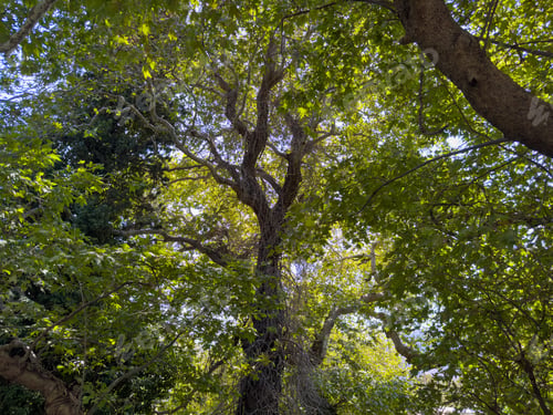 Preview: Plane tree foliage in springtime. Fresh green leaves, high angle view, blue sky