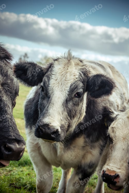 Preview: Thoughtful looking grey and white shaggy cow staring into the camera lens on a cold autumn day.