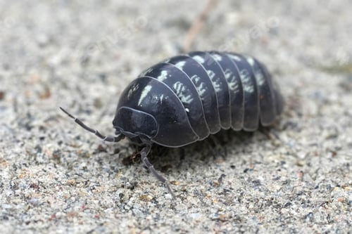 Preview: Closeup on an unusual bright colored pillbug , Armadillidium vulgare in North California
