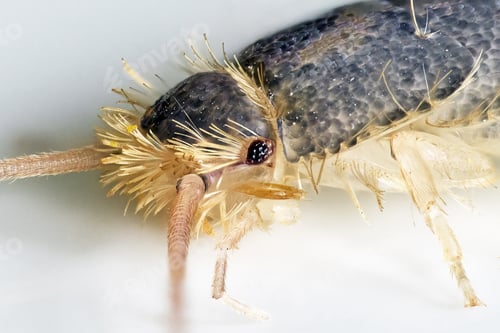 Preview: Gray silverfish (Ctenolepisma longicaudatum)