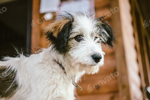 Visualização: Portrait of a domestic dog in the country