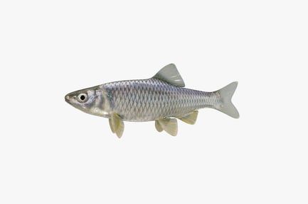 Vista previa: Pescado de arenque Cyprinella: realista