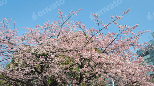 Preview: Pink white sakura cherry blossom and sky