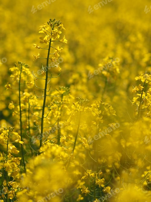 Preview: Canola template