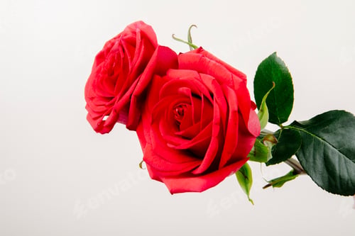 Preview: side view of red color roses isolated on white background