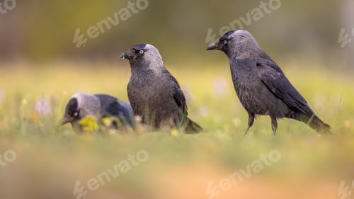 Preview: Western jackdaw group on bright background