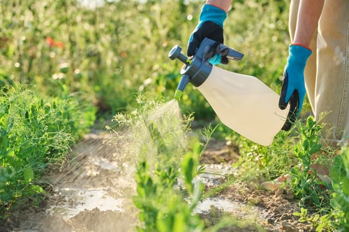 Preview: Hands spraying green pea plants, protection from fungal diseases, insect control