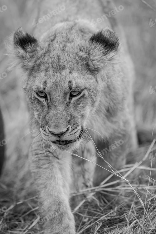 Preview: Close up of a Lion's cub head.