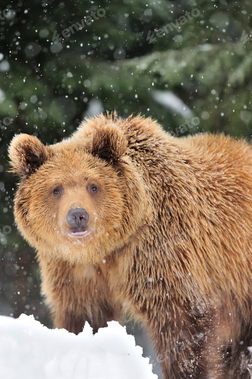 Preview: Bear