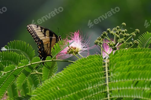 Preview: Closeup of an eastern tiger swallowtail perched on a fern plant