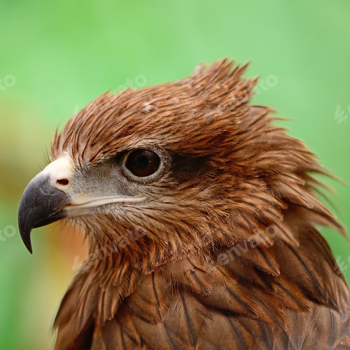 Preview: Black Kite