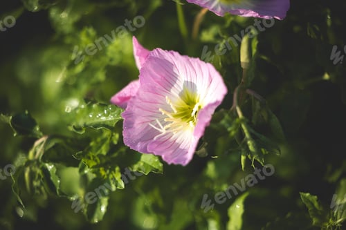 Preview: three small pink flowers with green leaves around them near the ground