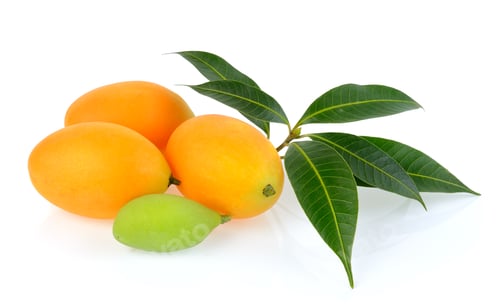 Preview: marian plum or plango on white background