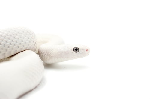 Preview: White rat snake isolated on white background