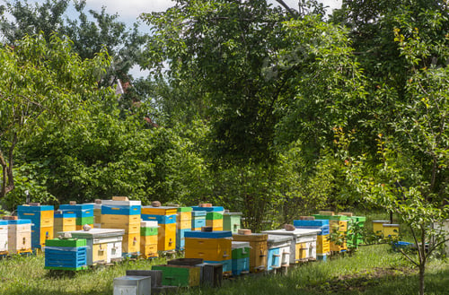 Preview: Apiary in summer. Spring honey collections. Beekeepers are preparing for the season. Honey