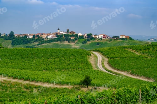 Preview: Vineyards in Monferrato near Ricaldone, Alessandria province, Italy