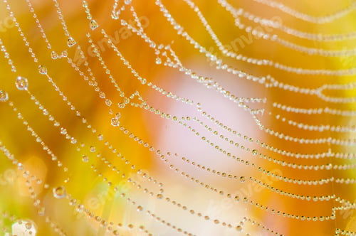 Preview: Beautiful pattern of spider's web with dewdrops on green background, Nature background