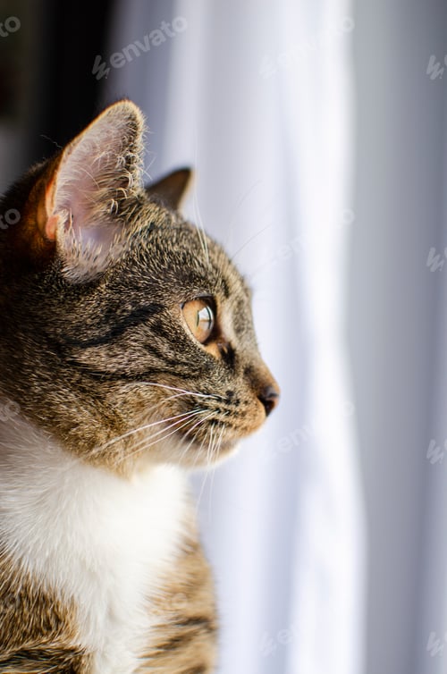 Preview: Close-up of a striped cat looking ahead