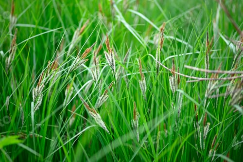 Preview: Close up of green Italian mountain meadow with flowers