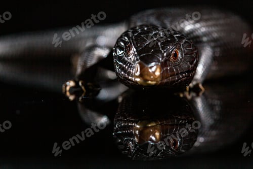 Preview: Black blue tongued lizard in dark shiny mirror environement