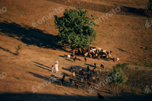 Preview: A family with a flock of sheep on a meadow