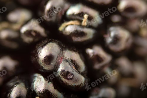 Preview: blackberry fruit close-up fruit background