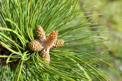 Preview: The new spring shoots of evergreen tree Pine (Pinus Sylvestris)