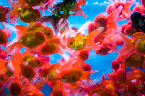 Preview: Goldfish market, Tung Choi Street North, Kowloon, Hong Kong, China