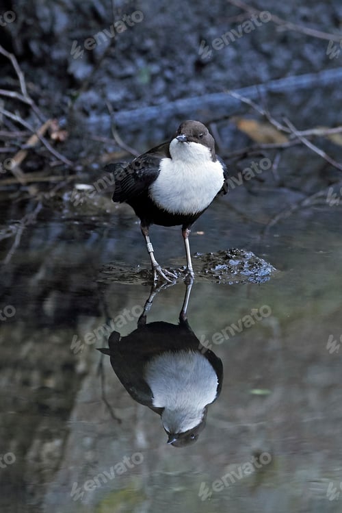 Preview: White-throated dipper (Cinclus cinclus)