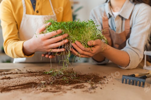 Preview: Cropped view of blurred preteen friends holding microgreen near soil and gardening tools at home