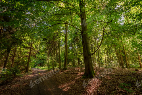 Preview: Beautiful summer in the forest in Poland, Europe