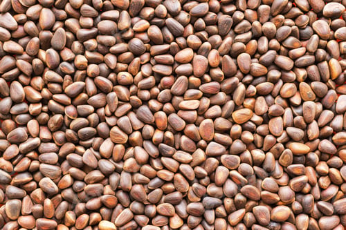 Preview: Dried Seed Or Grains Of Cedar For A Background And Texture Closeup Of Brown Color