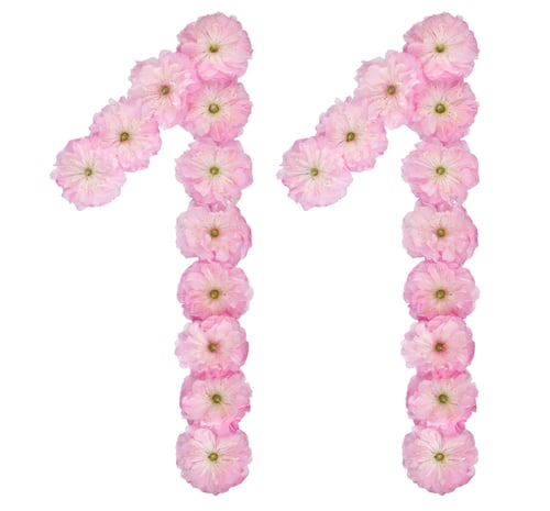 Preview: Numeral 11, eleven, from natural pink flowers of almond tree, isolated on white background
