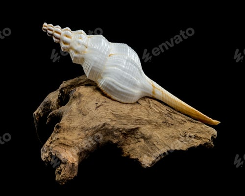 Preview: White Fusinus colus Shell on Driftwood black background