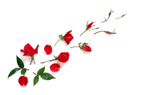 Preview: Spring composition with red roses over white background
