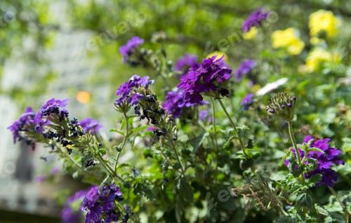 Preview: Beautiful Flowers In The Chicago Downtown Park