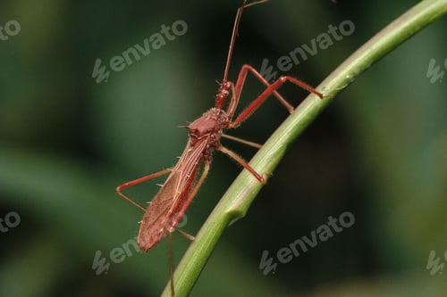 Preview: Macro shot of a Harpactorinae, a species of predatory true bug, captured from a closeup