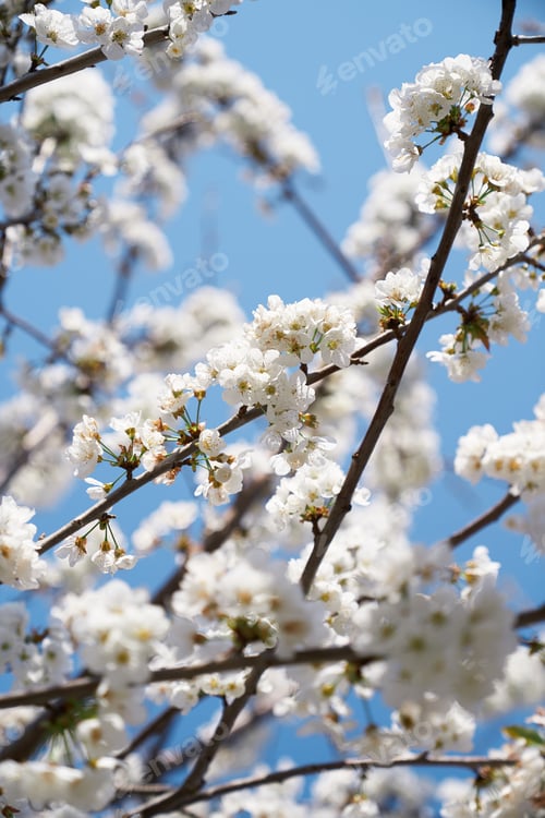 Preview: Branches of the trees bloom in white against the blue sky. Close-up