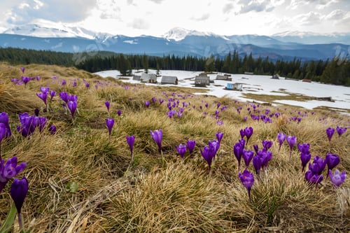 Preview: Close-up of beautiful first spring flowers, violet crocuses blooming in Carpathian mountains on