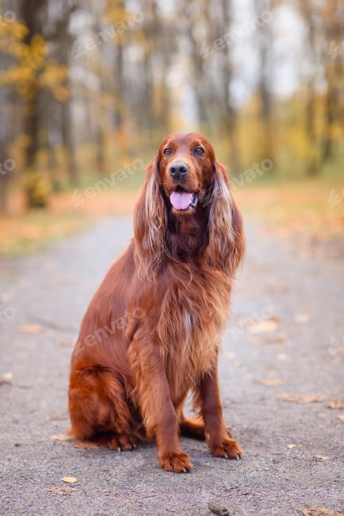 Preview: chocolate Irish setter on a walk in the autumn park among the yellow-red leaves waiting for the owne