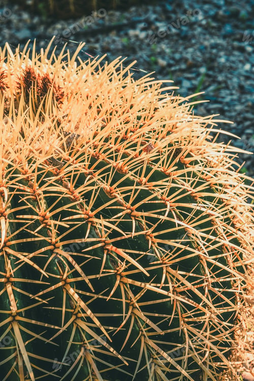 Preview: vertical close-up of the side of a round cactus