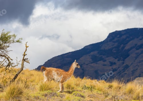 Preview: Guanaco